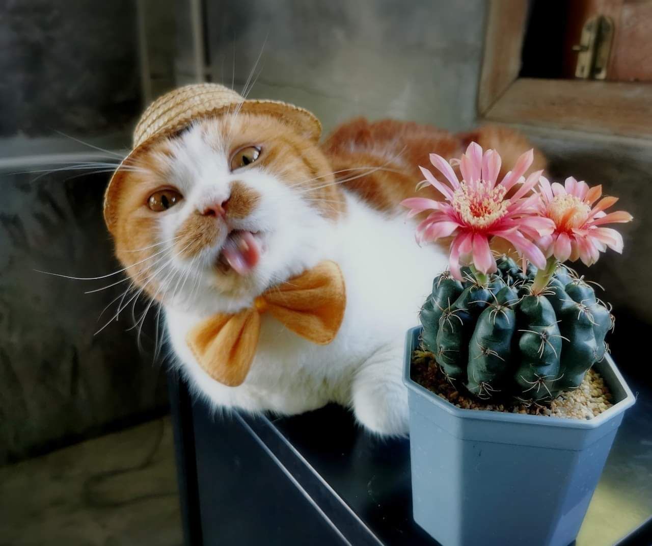 JoeCactus